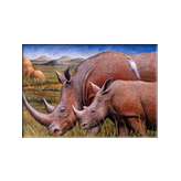 Rhinos -
